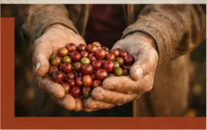 Fresh red coffee cherries held in hands
